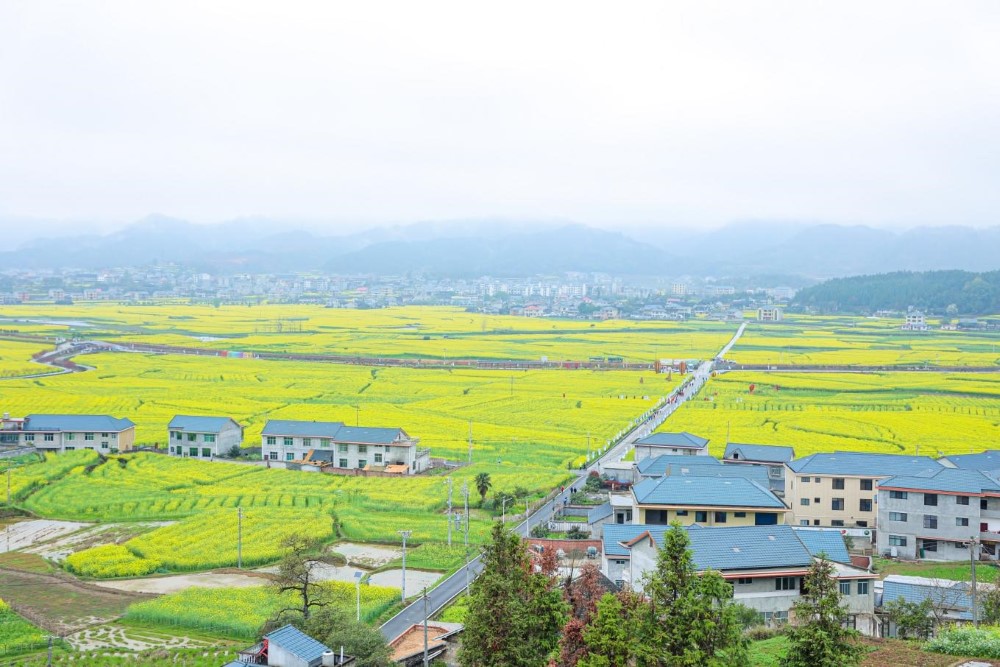 会同堡子镇万亩油菜花海。单位供图